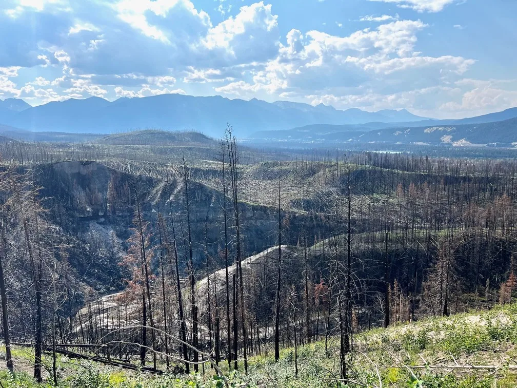 山火事後の風景